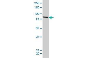 QARS monoclonal antibody (M01), clone 5F5 Western Blot analysis of QARS expression in HeLa . (QARS antibody  (AA 677-775))