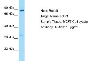 Western Blotting (WB) image for anti-Receptor (Chemosensory) Transporter Protein 1 (RTP1) (C-Term) antibody (ABIN2790163) (RTP1 antibody  (C-Term))