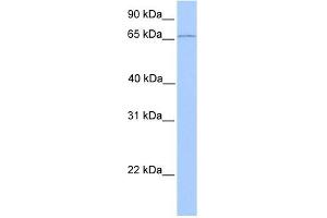 CLCNKA antibody used at 1 ug/ml to detect target protein. (CLCNKA antibody  (N-Term))