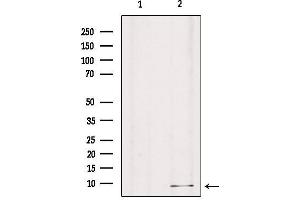 Western blot analysis of extracts from mouse brain, using GNG8 Antibody. (GNG8 antibody  (Internal Region))