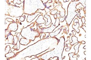 Formalin-fixed, paraffin-embedded human Placenta stained with PLAP Monoclonal Antibody (PL8-F6). (PLAP antibody)