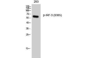 Western Blotting (WB) image for anti-Interferon Regulatory Factor 3 (IRF3) (pSer385) antibody (ABIN3182757) (IRF3 antibody  (pSer385))