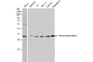 Western Blotting (WB) image for anti-Heme Oxygenase (Decycling) 1 (HMOX1) antibody (ABIN2854952)