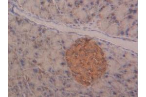Detection of NAGa in Mouse Pancreas Tissue using Polyclonal Antibody to N-Acetylgalactosaminidase Alpha (NAGa) (NAGA antibody  (AA 18-217))