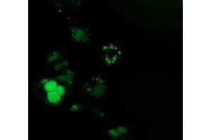 Anti-PUS7 mouse monoclonal antibody (ABIN2453554) immunofluorescent staining of COS7 cells transiently transfected by pCMV6-ENTRY PUS7 (RC203902). (PUS7 antibody)