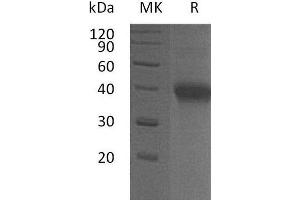 Western Blotting (WB) image for Tumor Necrosis Factor Receptor Superfamily, Member 4 (TNFRSF4) (Active) protein (His tag) (ABIN7320702)