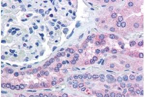 Human Kidney (formalin-fixed, paraffin-embedded) stained with RHPN2 antibody ABIN294091 at 5 ug/ml followed by biotinylated anti-goat IgG secondary antibody ABIN481715, alkaline phosphatase-streptavidin and chromogen. (RHPN2 antibody  (AA 645-655))
