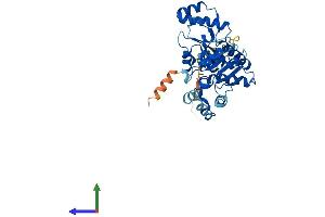 Protein Structure (PS) image for 5'-Nucleotidase, Cytosolic IA (NT5C1A) (AA 1-365) protein (His tag) (ABIN7561987)