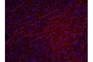Indirect immunostaining of PFA fixed mouse brain section (dilution 1 : 500; red). (MBP antibody)
