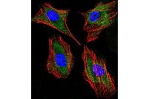 Immunofluorescent analysis of 4% paraformaldehyde-fixed, 0. (Lactoferrin antibody)