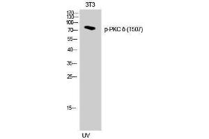 Western Blotting (WB) image for anti-Protein Kinase C, delta (PKCd) (pThr507) antibody (ABIN3179492) (PKC delta antibody  (pThr507))