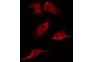 OR6C2 antibody