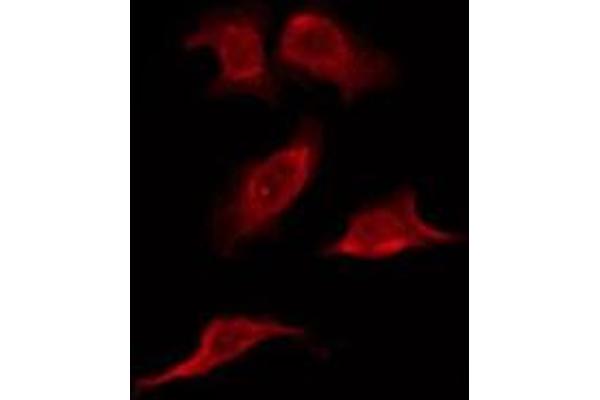 OR6C2 antibody