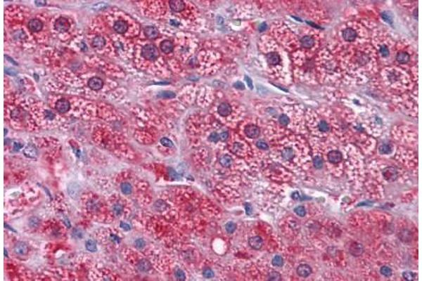 GPN1 antibody  (AA 9-119)
