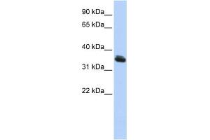 WB Suggested Anti-LHX3 Antibody Titration:  0. (LHX3 antibody  (Middle Region))