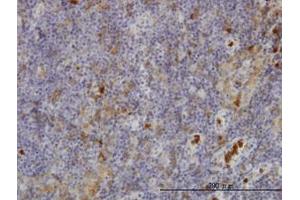 Image no. 3 for anti-Gardner-Rasheed Feline Sarcoma Viral (V-Fgr) Oncogene Homolog (FGR) (AA 1-90) antibody (ABIN598684) (Fgr antibody  (AA 1-90))