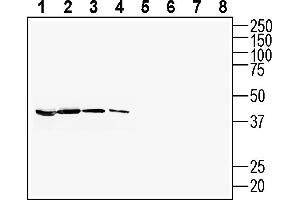 Western blot analysis of mouse brain lysate (lanes 1 and 5), rat brain lysate (lanes 2 and 6), rat small intestine lysate (lanes 3 and 7) and rat lung lysate (lanes 4 and 8):1-4.