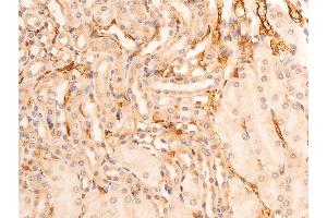 ABIN6267073 at 1/100 staining mouse kidney tissue sections by IHC-P. (CHEK1 antibody  (pSer280))