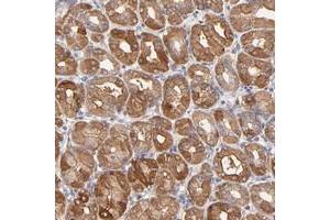 Immunohistochemical staining of human stomach with SCUBE1 polyclonal antibody  shows cytoplasmic positivity in glandular cells at 1:20-1:50 dilution. (SCUBE1 antibody)