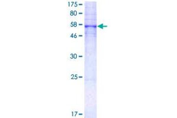 Serotonin Receptor 5A Protein (HTR5A) (AA 1-357) (GST tag)