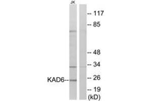 Western Blotting (WB) image for anti-RNA Polymerase II TBP-Associated Factor Subunit G (TAF9) (AA 11-60) antibody (ABIN2889825) (TAF9 antibody  (AA 11-60))