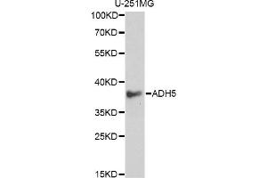 Western blot analysis of extracts of U-251MG cells, using ADH5 antibody (ABIN6292597) at 1:1000 dilution.