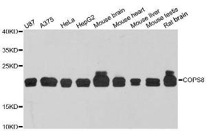Western blot analysis of extracts of various cell lines, using COPS8 antibody.