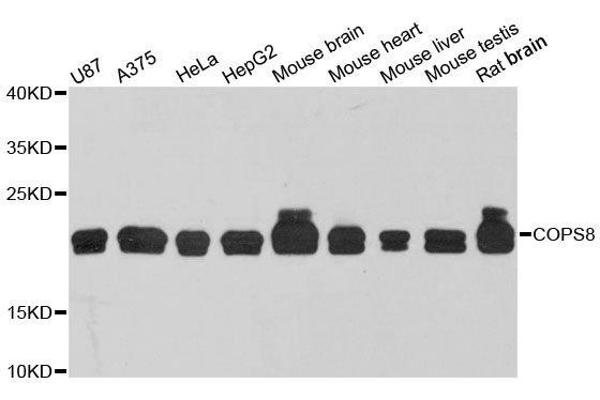 COPS8 anticorps  (AA 1-209)