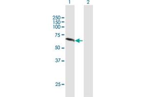 Western Blot analysis of NEK11 expression in transfected 293T cell line by NEK11 MaxPab polyclonal antibody.