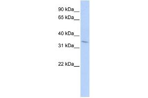 TNFRSF25 antibody (70R-10465) used at 0. (DR3/LARD antibody  (Middle Region))