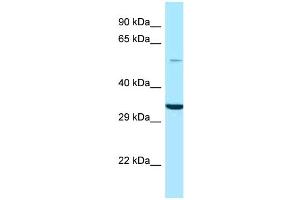 WB Suggested Anti-GPS1 Antibody Titration: 1. (GPS1 antibody  (N-Term))