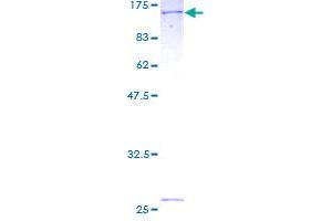 MTHFD1 Protein (AA 1-935) (GST tag)