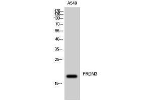 Western Blotting (WB) image for anti-MDS1 and EVI1 Complex Locus (MECOM) (N-Term) antibody (ABIN3177008) (MECOM antibody  (N-Term))