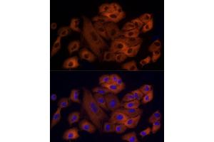 Immunofluorescence analysis of A-549 cells using OXGR1 / GPR99 Rabbit mAb (ABIN7269134) at dilution of 1:50 (40x lens). (OXGR1 antibody)