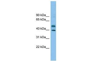 WB Suggested Anti-ZNF784 Antibody Titration: 0. (ZNF784 antibody  (Middle Region))