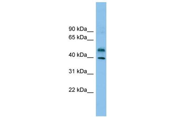 ZNF784 antibody  (Middle Region)