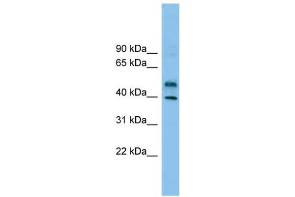 ZNF784 Antikörper  (Middle Region)