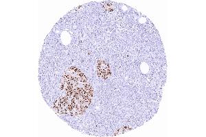 Pancreas with intense nuclear Pax6 staining of islet cells scaled (PAX6 antibody)