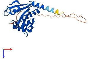 AlphaFold protein structure predicition of Mouse Recombinant Naa11 Protein, UniprotID Q3UX61 (NAA11 Protein (AA 1-218) (His tag))