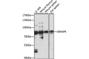 GIMAP8 antibody  (AA 1-300)