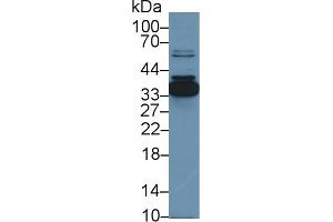 Detection of ANXA4 in Porcine Small intestine lysate using Polyclonal Antibody to Annexin A4 (ANXA4) (Annexin IV antibody  (AA 3-151))