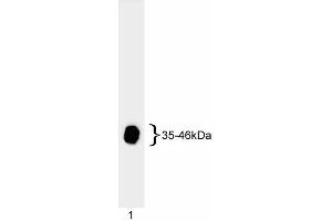 Western blot analysis of adenovirus E1A. (Human Adenovirus type 5 E1A (HAdV-5 E1A) antibody)