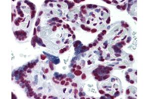 Anti-CDKL1 antibody IHC of human placenta. (CDKL1 antibody  (AA 259-358))