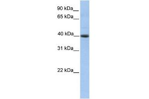 WB Suggested Anti-PELI3 Antibody Titration: 0.
