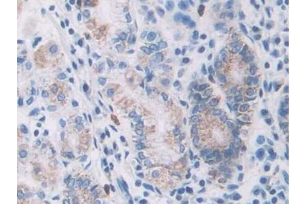 AGR2 antibody  (AA 21-175)