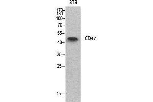 Western Blot (WB) analysis of NIH-3T3 cells using CD47 Polyclonal Antibody. (CD47 antibody  (Internal Region))
