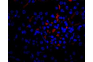 Immunofluorescence (IF) image for anti-Vascular Endothelial Growth Factor (VEGF) antibody (Biotin) (ABIN2477086) (VEGF antibody  (Biotin))