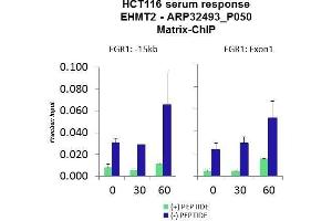 Quiescent human colon carcinoma HCT116 cultures were treated with 10% FBS for three time points (0, 15, 30min) or (0, 30, 60min) were used in Matrix-ChIP and real-time PCR assays at EGR1 gene (Exon1) and 15kb upstream site. (EHMT2 antibody  (N-Term))