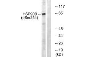 Western blot analysis of extracts from HeLa cells treated with TNF-a 10ng/ml 30', using HSP90B (Phospho-Ser254) Antibody. (HSP90AB1 antibody  (pSer254))
