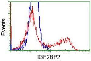 Image no. 1 for anti-Insulin-Like Growth Factor 2 mRNA Binding Protein 2 (IGF2BP2) antibody (ABIN1498823) (IGF2BP2 antibody)